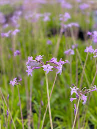 Image result for Tulbaghia cameronii