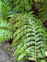 Image result for Stenochlaena