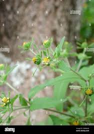 Image result for Sigesbeckia orientalis