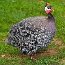 Females have a more horizontal posture, while males tend to stand more upright, also. Day Old Or Month Old Chicks Male Guinea Fowl Rs 70 Piece Nandini Poultry Farm Hatchery Id 20306266873