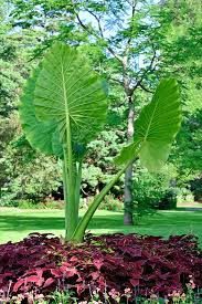 Image result for Alocasia odora