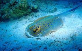 Marine Life Marine Life 8 80 Pixel1920x1200 Return To The Classification Of The Nature Animals Animals Marine Animals