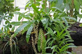 Image result for Diaphananthe sarcophylla