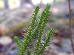Image result for Hyparrhenia rudis