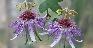 Passiflora Watsoniana Masters 1886