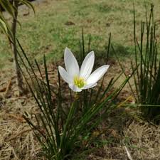 Image result for Zephyranthes candida
