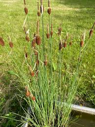 Image result for Humularia minima