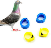 [Hot Item] Colorido Anillo Paloma RFID etiquetas para la gestión de las aves