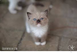 Whats included the kittens are neutered, have their first shots, and come with a scratching post, a bag of or we can meet you in person in daytona beach, fl. Katt Katt Ragdoll Cat Breeders In Jacksonville