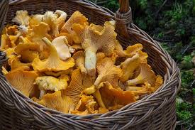 Plants like opium poppies, magic mushrooms, and cannabis, to name a few. Guest Post Mushroom Foraging Scottish Farmhouse Kitchen