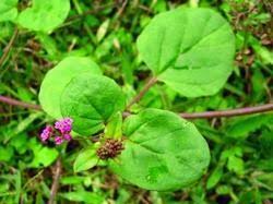 Image result for Boerhavia