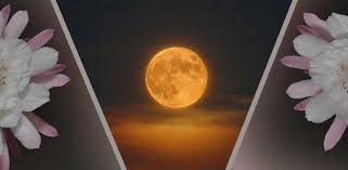 Mond am 08.06.2021 um 20:00. Mond Und Kakteen Kaktusnews Und Andere Hobbys