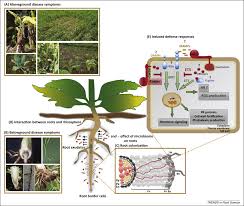 In prokaryotes, the primary function of the cell wall is to protect the cell from internal turgor pressure caused by the much higher concentrations of proteins, and other molecules inside the cell compared to its external environment. What Lies Beneath Belowground Defense Strategies In Plants Trends In Plant Science