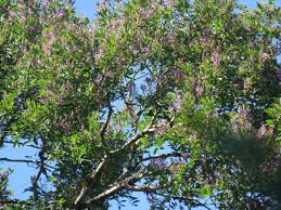 Image result for Lonchocarpus