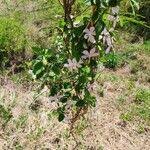 Image result for Hibiscus meyeri