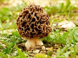 Morel Mushroom Hunting Tips Ranch Farm Properties