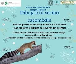 Its preferred habitats are wet, tropical, evergreen woodlands and mountain forests, though seasonally it will venture into drier deciduous forests. Cacomixtle Ecologia Photos Facebook