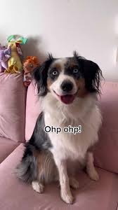 Atlas & Artemis 🐶💜🐶 (@artemistheaussie)’s videos with original sound