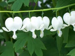 Image result for Dicentra spectabilis alba