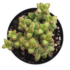 Image result for Crassula granvikii