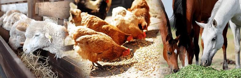 Is Ascorbyl Palmitate Safe For Pets? - News - HJHERB BIOTECH