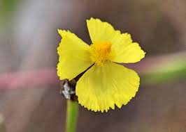 Image result for Xyridaceae