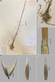 Image result for Agrostis quinqueseta