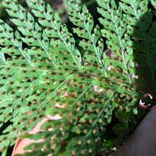 Image result for Microlepia strigosa