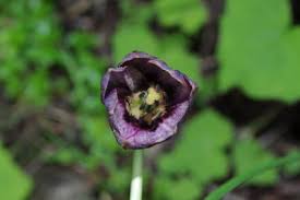 Image result for Rhaptopetalum roseum