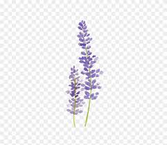 Simple illustrations hand drawn in line art style. Sprig Sciencemadesimple Info This Site Contains All Simple Lilac Flower Drawing Hd Png Download 700x648 4641303 Pngfind