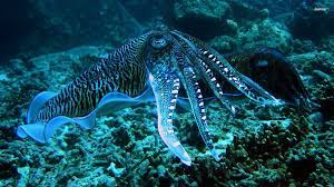 Blue Ringed Octopus Octopus Wallpaper Cuttlefish Art Octopus