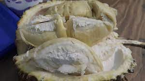 Join facebook to connect with musim durian and others you may know. Tradisi Pungut Durian Runtuh Di Lebak Rasanya Maknyuss Harga Selangit