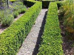 With a thick, twiggy habit that tops out at 4 to 6 feet in. Hedging Google Search Hedging Plants Buxus Sempervirens Hedge Plants