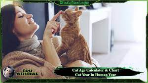 In fact, a dog's aging what about our feline friends? Cat Age Calculator Chart Cat Year In Human Year Eduanimal
