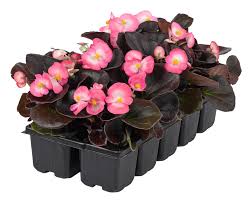 Image result for begonia semperflorens