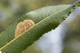 Image result for Stigmella samiatella