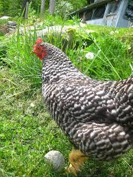 Well, no, actually, that's not true. May09 022 Chickens Backyard Best Egg Laying Chickens Pet Chickens