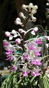 เอ องหนวดพราหมณ seidenfadenia mitrata rchb f garay กล วยไม ดอกไม