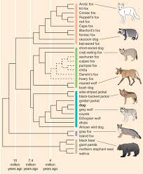 Genetics And The Shape Of Dogs American Scientist