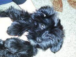 Awesome Shorkie Poo Yorkie Shih Tzu Poodle Holiday Special Come Find Me On Ebay Classifieds Rea Poodle Mix Puppies Shih Tzu Poodle Dogs And Puppies