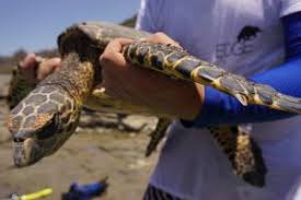 Hawksbill turtles often nest in small numbers, and usually on remote beaches. Taggin Turtles Tracking Critically Endangered Hawksbill Sea Turtles Edge Of Existence