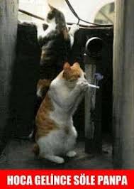 Komik Hayvan Resimleri Komik Hayvan Komik Hayvan Fotograflari Kedi Esprileri