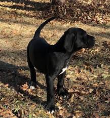 Get a boxer, husky, german shepherd, pug 9 beautiful great dane x puppies. Great Dane For Sale In Colorado 59 Petzlover