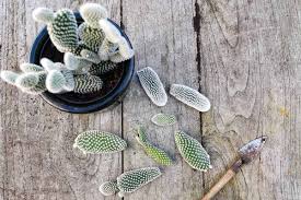 Image result for cactus cuttings