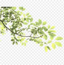 Discover 4961 free white background png images with transparent backgrounds. Leaves Tree Branch Sticke Nature Freetoedit Green Branch Png Image With Transparent Background Toppng