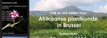 Image result for Cynorkis symoensii