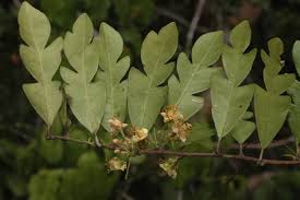 Image result for Schlechterina mitostemmatoides