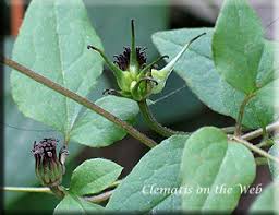They range between 10 and 20 feet, and there are even smaller ones that can fit in a decorated pot on the patio. Clematis On The Web Clematis Detail