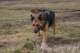 Loki ist ein husky schäferhund mix ( husch) geb am 25.02.2013 seit dem 16.9.2014 lebe ich nun bei meinen menschen in essen. Norman Ein Ganz Toller Schaferhund Mix Pfotchenhoffnung E V