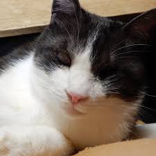 猫に危険な植物 毒 食べさせないで 1 ねこと暮らす